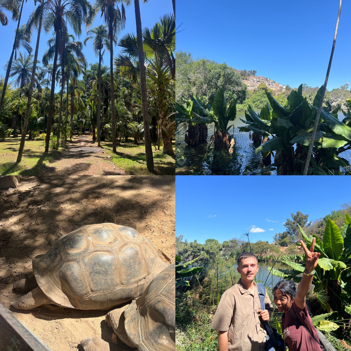 Palmenallee, See und eine Riesenschildkröte im städtischen Zoo
